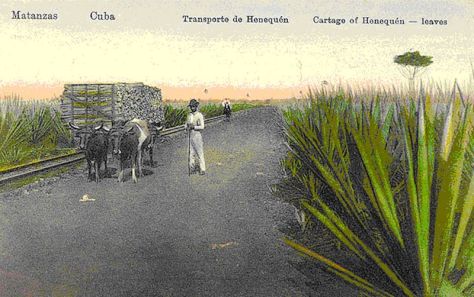 Ya desde el siglo XIX en Matanzas se cultivaba henequén